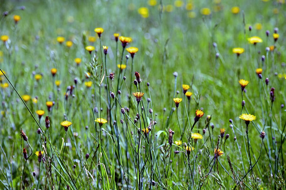 grasses, meadow, summer, nature, field, flowers, mood, grass, yellow meadow flowers, pointed flower
