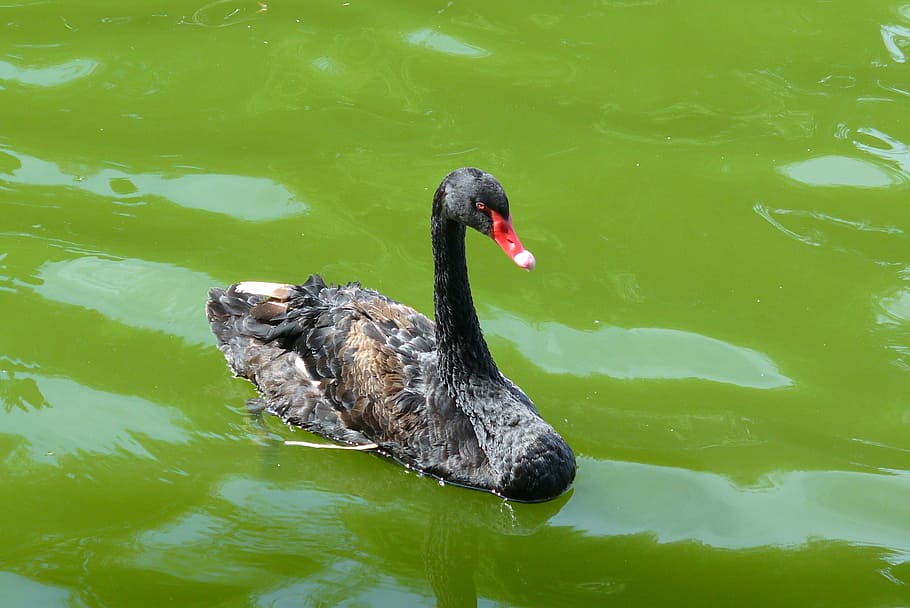 Swan, Black, Birds, Birds, Green, Green, Water, Lake, black, birds, green, water, ponds