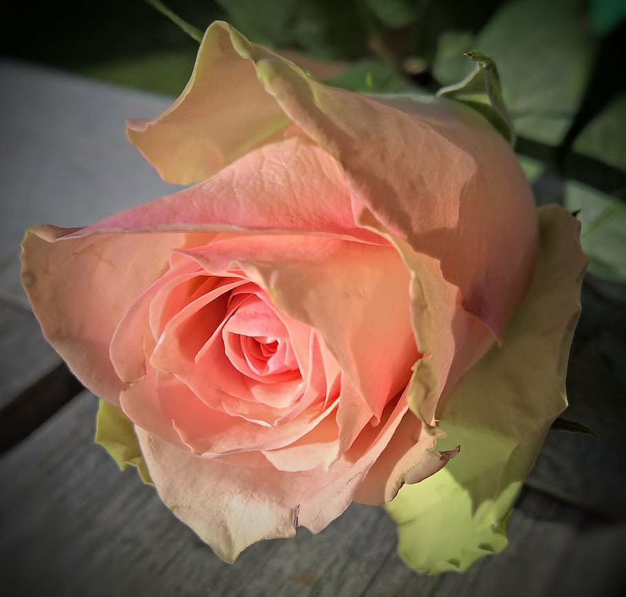 rosa, florecer, cerrar, foto, floribunda, floración única, salmón, grande, fino, tierno
