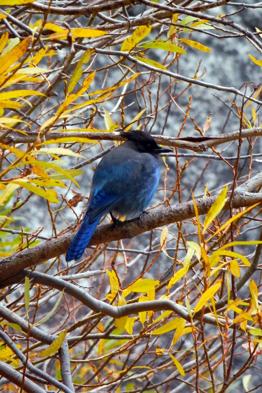 Bluebird, Branches, Wildlife, Bird, jay, blue, avian, outdoor, perched, wilderness