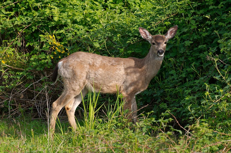 deer, white tailed, doe, wildlife, animal, nature, looking, meadow, grass, woods