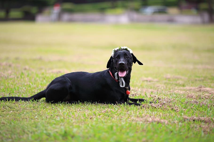 the black dog, labrador, lawn, grassland, bedroom, attend parents ' wedding photos, canine, dog, domestic, one animal