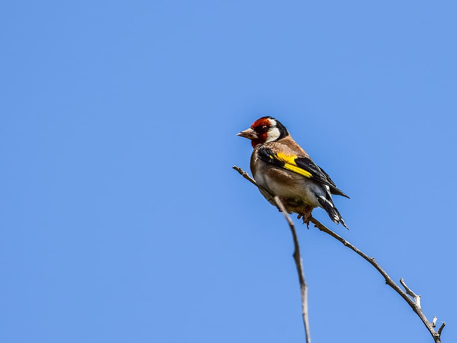 european goldfinch, bird, nature, wildlife, animal, birdwatching, spring, fauna, animal themes, animal wildlife