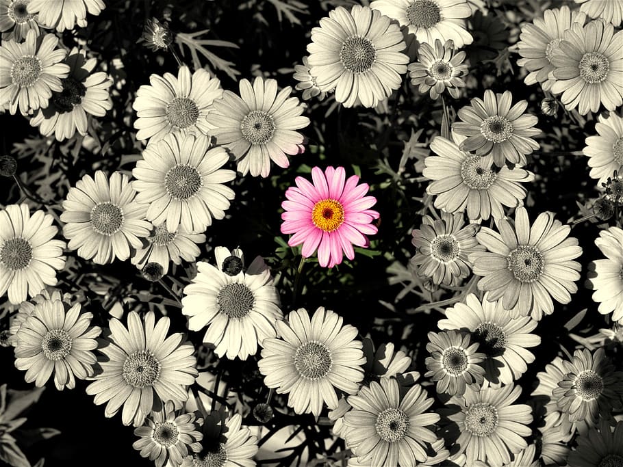 selected, colors photography, pink, gerbera flower, bloom, daisy, flowers, background, flower, flowering plant