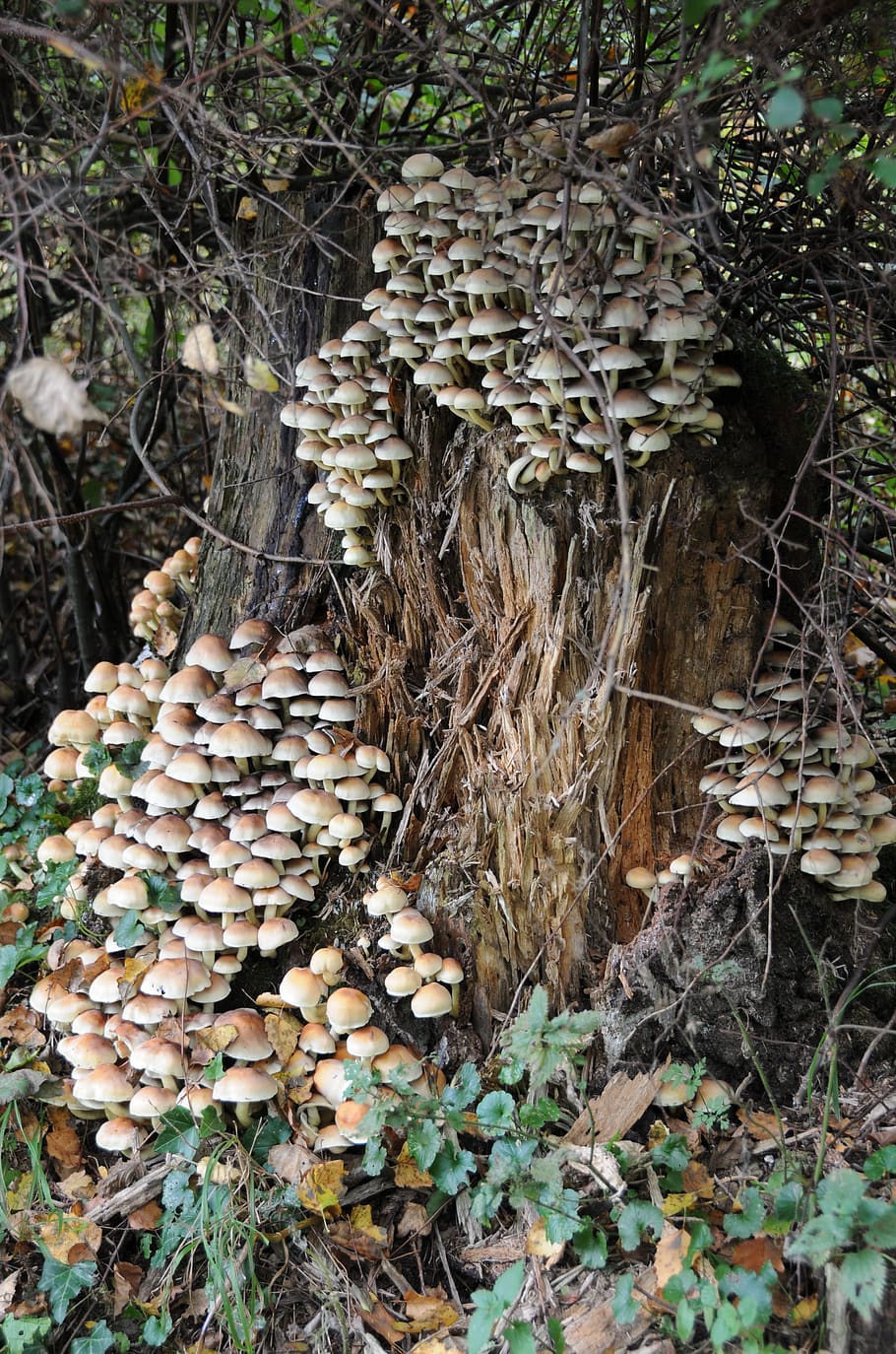 mushrooms, tree stump, decomposition, autumn, forest, autumn mood, log, wood, jungle, land