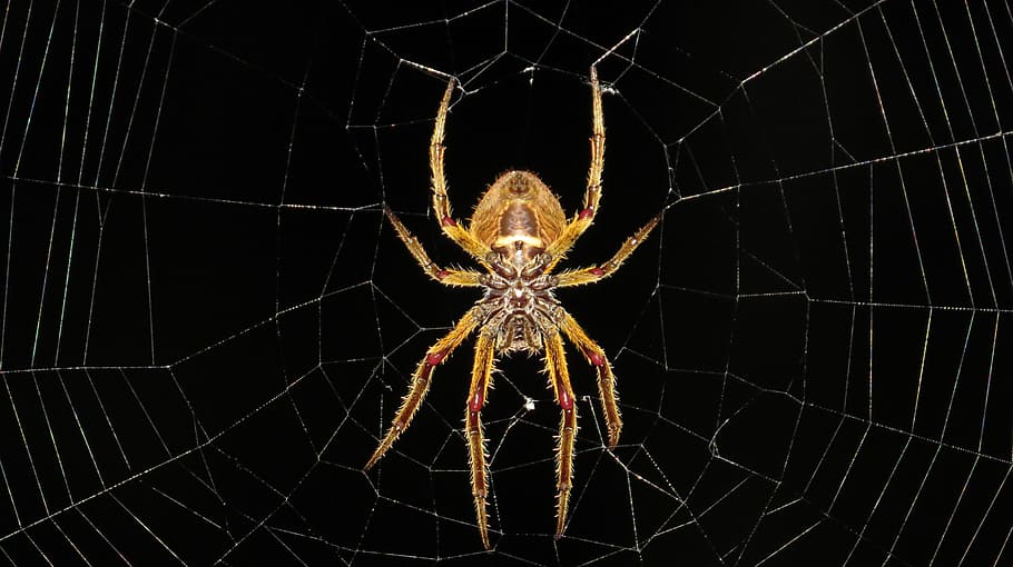 amarillo, araña de granero, bajo, fotografía de ángulo, noche, insecto, macro, araña, colombia, telaraña