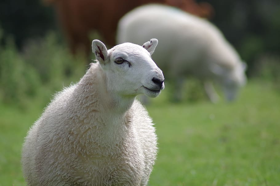white lamb, sheep, ewe, wool, agriculture, animal, white, rural, flock, pasture