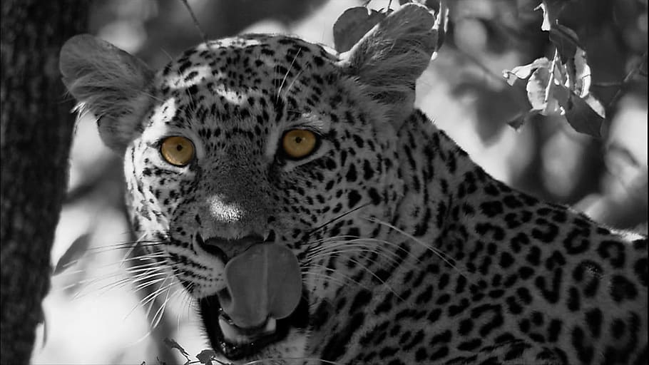 grayscale photo, leopard, Leopard, Cat, Panthera Pardus, Predators, cat, wildcat, zoo, big cat, animals