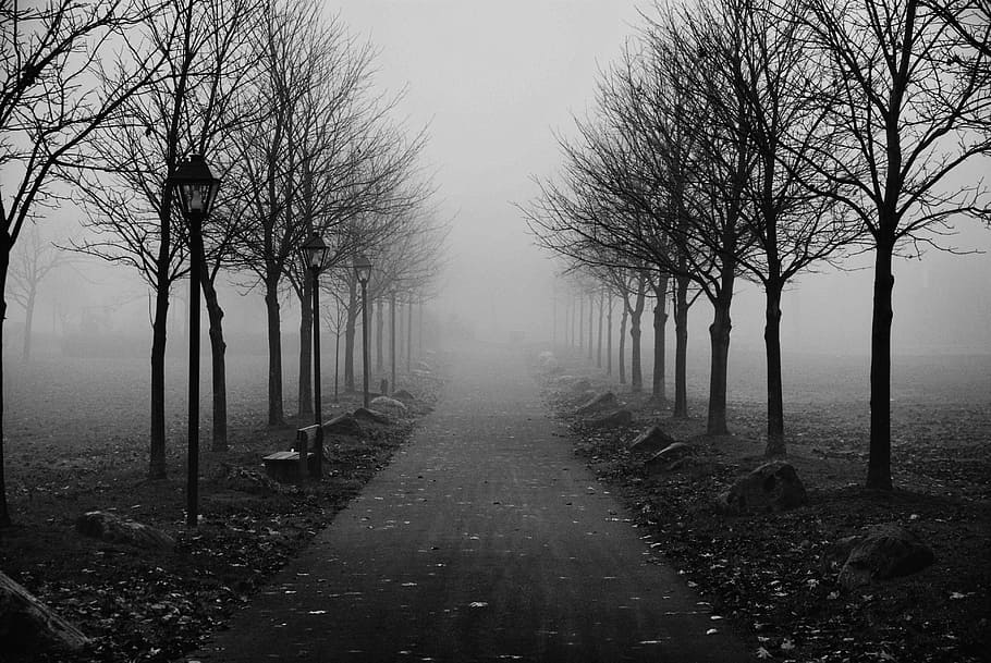 grayscale photo, pathway, bare, trees, surrounded, fogs, foggy sidewalk, morning, fog, sidewalk