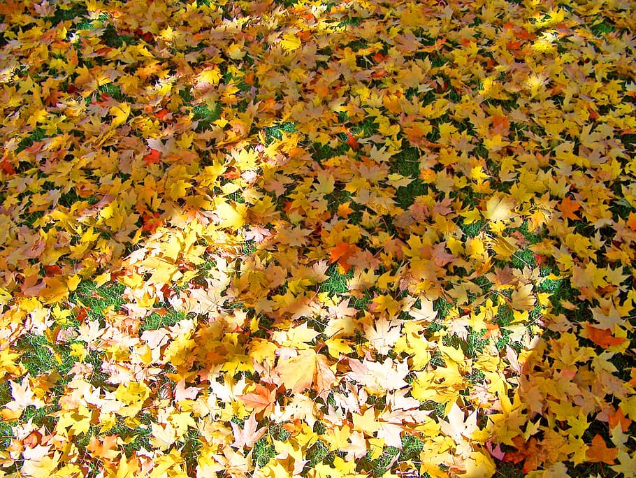 otoño, caído, amarillo, naranja, arce, árbol, hojas, estaciones, estacionales, luz solar