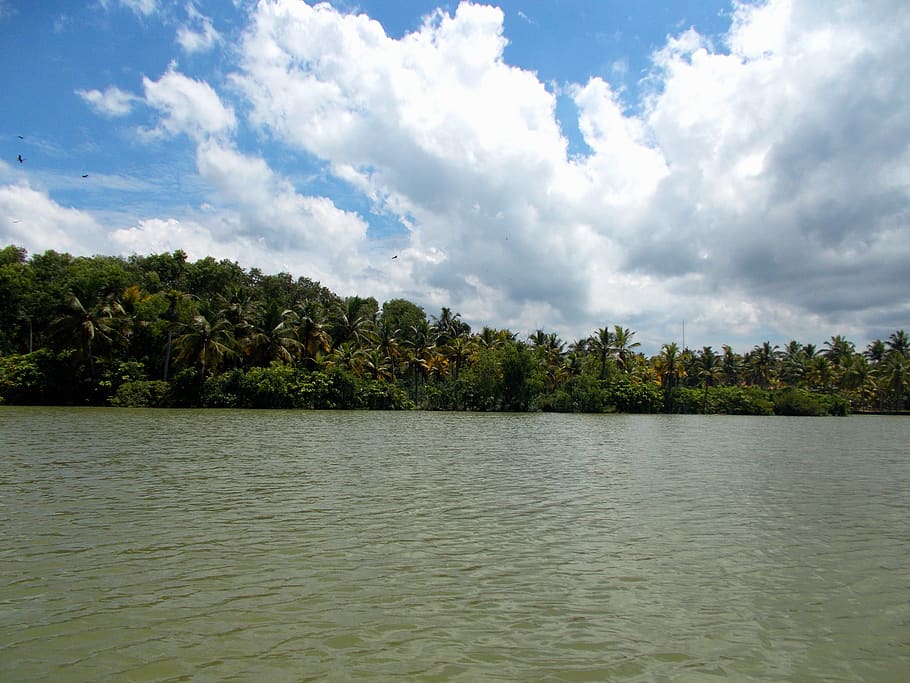 backwaters, lake, coconut trees, trivandrum, kerala, tree, cloud - sky, water, sky, plant