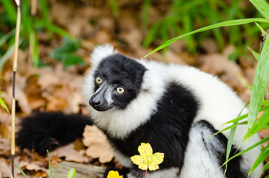 Black, white, Ruffed Lemur, rodent, grass, mammal, one animal, animals in the wild, animal wildlife, lemur