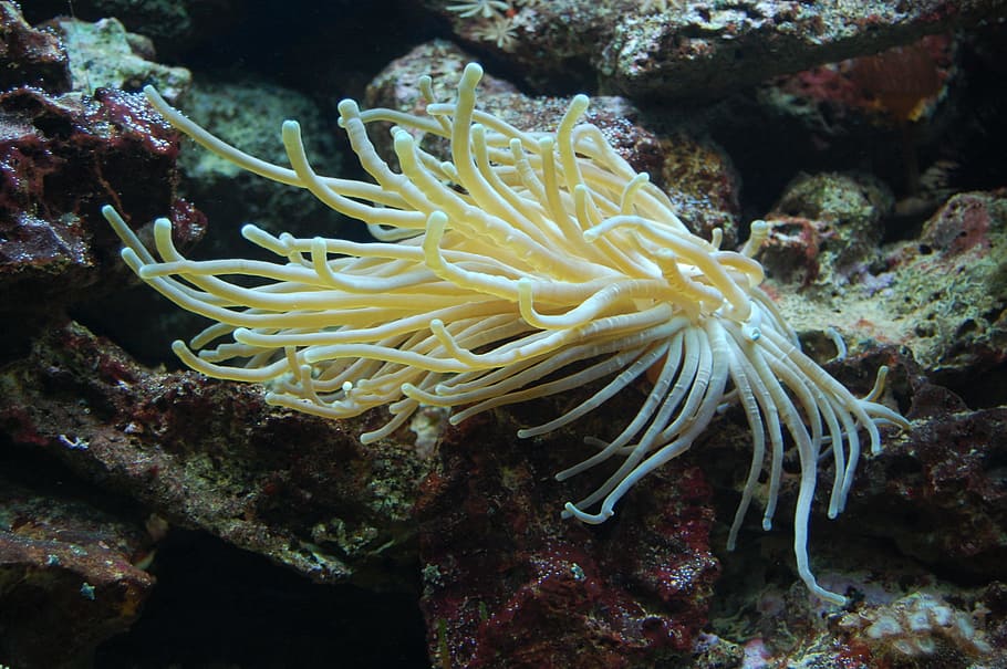 anemon laut, akuarium, meeresbewohner, makhluk air, dunia bawah laut, moluska, eksotis, hewan laut, anthozoa, bawah air