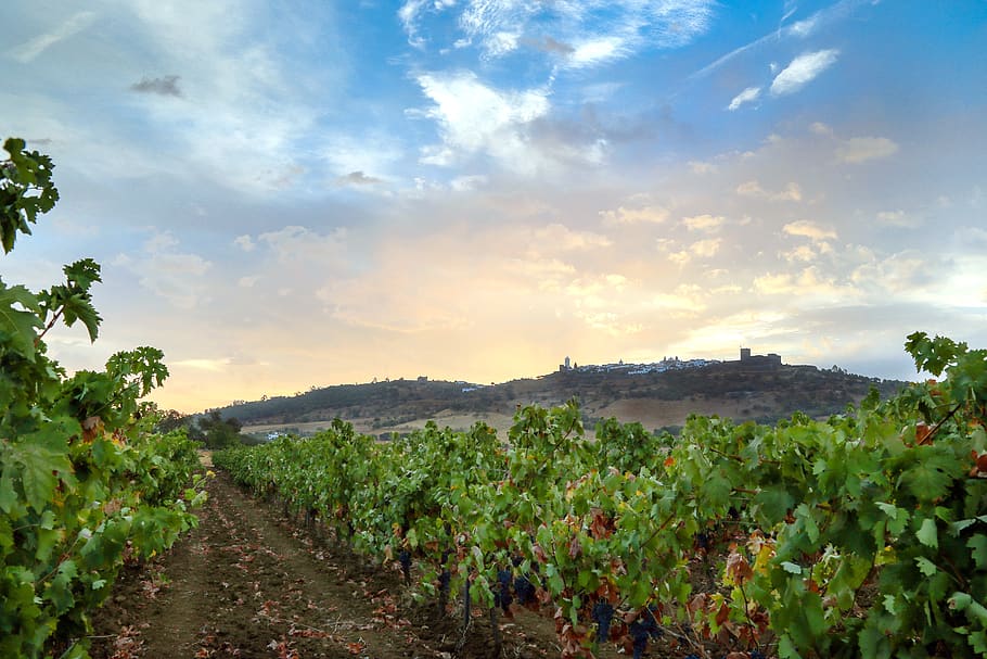 Monsaraz, vinhas, kebun-kebun anggur, anggur, vinho, tanaman merambat, kilang anggur, kebun anggur, selentingan, hijau