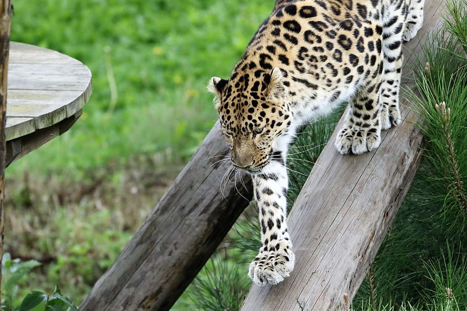 leopardo, gato grande, manchas, naturaleza, animal, natural, mamífero, salvaje, depredador, carnívoro