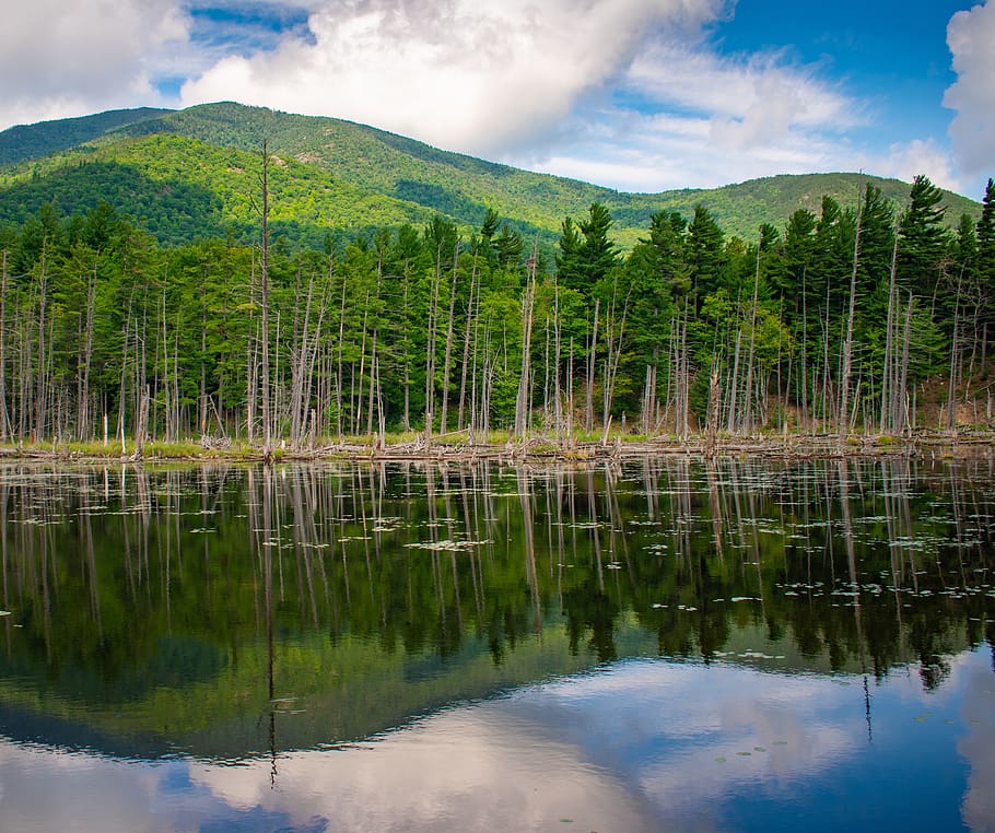 adirondacks, trees, lake, nature, landscape, summer, outdoor, sky, water, relaxation