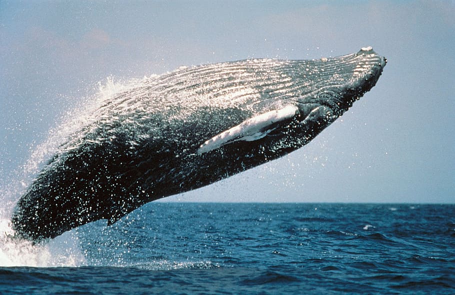 black, fish, ocean, jumping, breaching, mammal, marine, spray, cetacean, sea