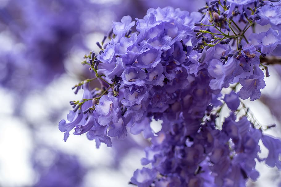 purple, cluster flower, selective, focus photography, jacaranda, brisbane, queensland, flower, violet, spring