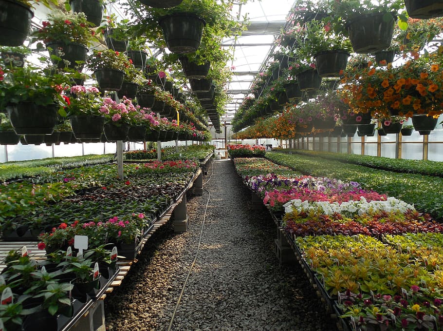 flowers, greenhouse, garden, plant, green, gardening, horticulture, spring, agriculture, hothouse