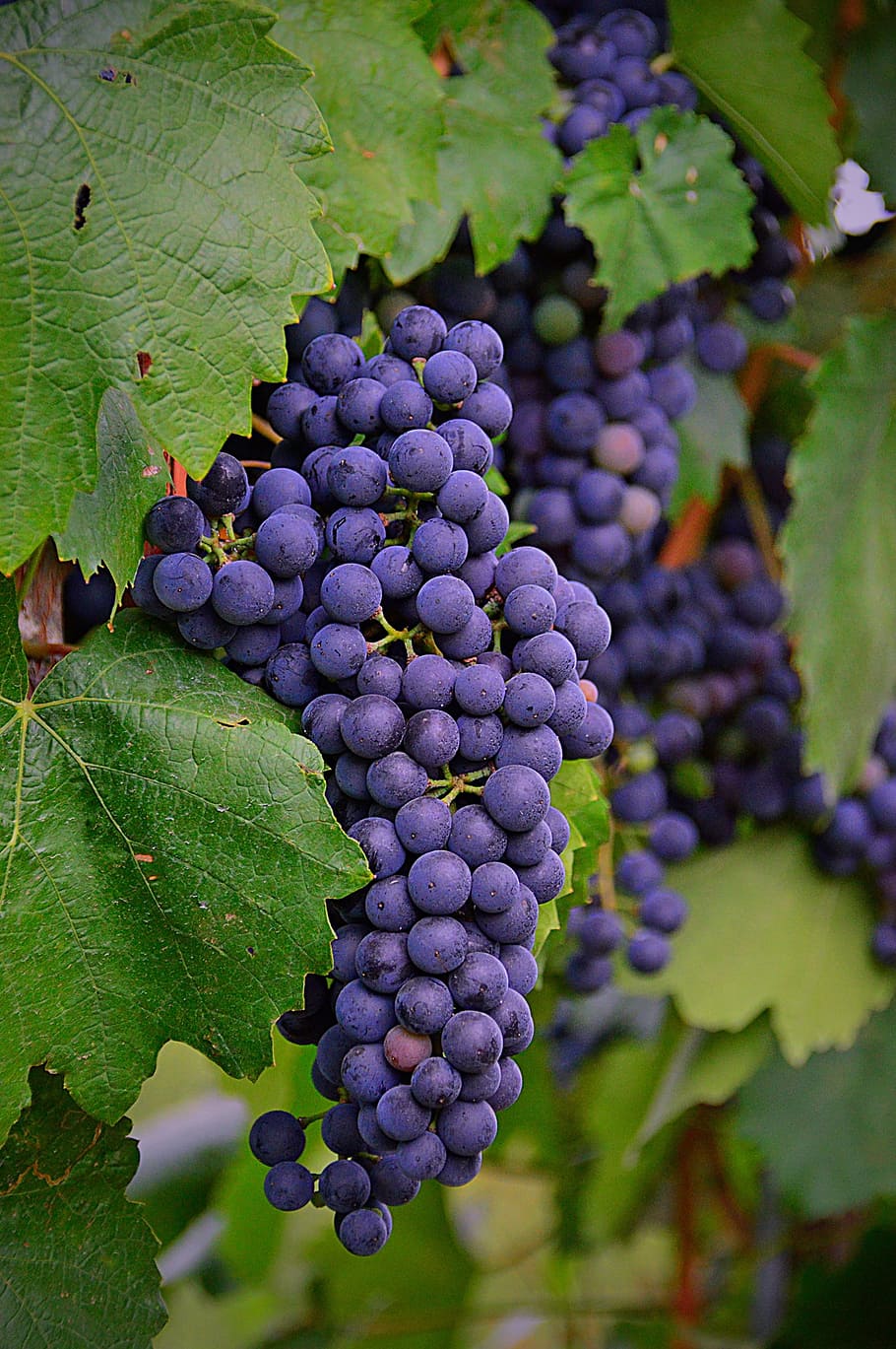 tilt shift photo, grapes, grape, red grapes, fruit, nature, blue, plant, ripe fruit, szőlőszem