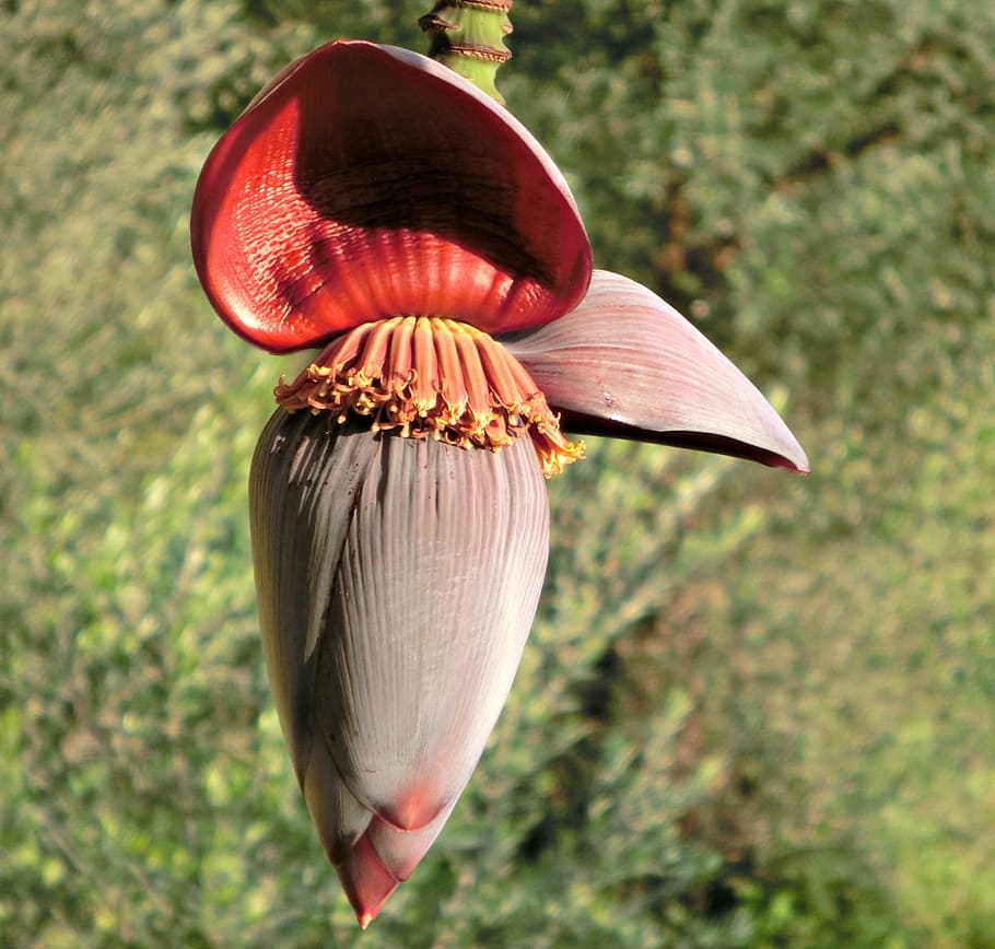 flor de bananeira, arbusto de banana, planta de banana, flor, roxo, close-up, foco em primeiro plano, dia, planta, natureza