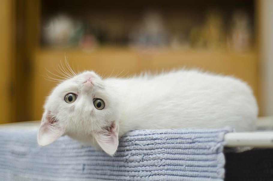 white, kitten, reclining, blue, rug, cute, cat, domestic, cute cat, feline