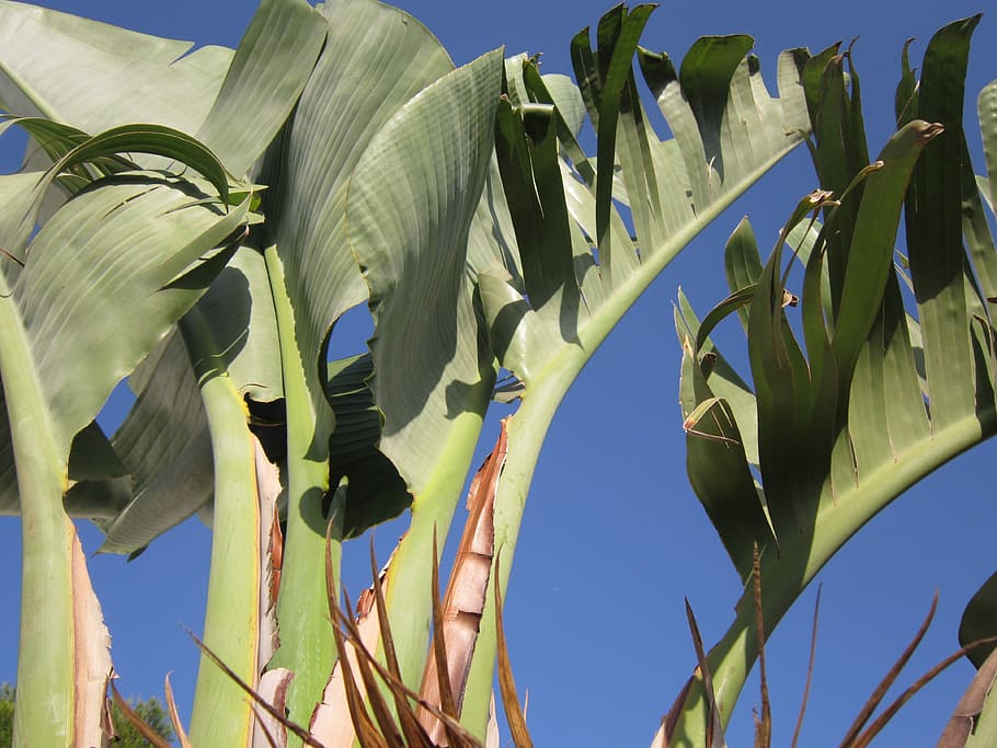 Banana, Arbusto, Banana Arbusto, planta de bananeira, azul, fechar, folha, folha de bananeira, agricultura, céu