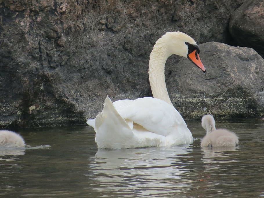 swan, cub, parent, gray, white, stone, water, sea, ugly duckling, animal themes