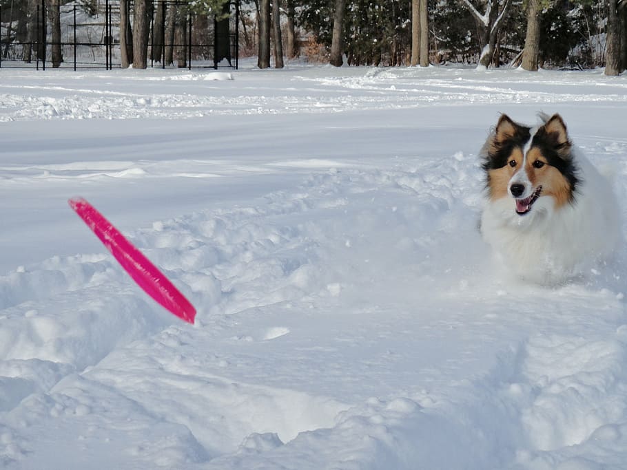 shetland sheepdog, dog, snowfields, frisbee, play a disc, pets, snow, winter, animal, outdoors