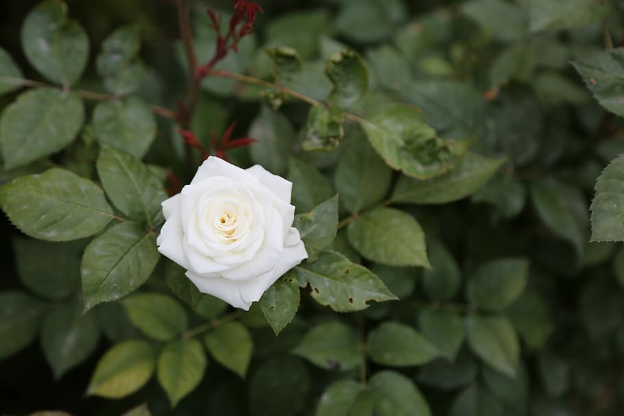 rosa blanca, flor, hojas, plantas, naturaleza, planta, planta floreciendo,  belleza en la naturaleza, frescura, hoja | Pxfuel