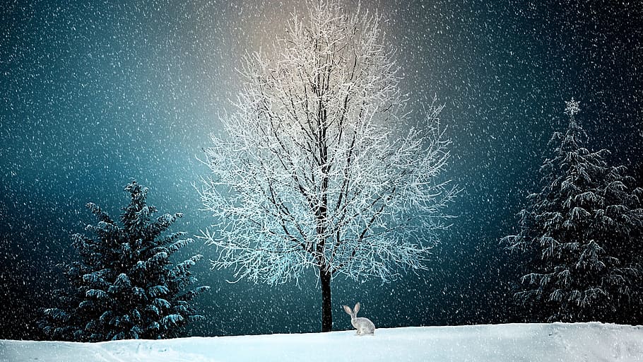 foto, kelinci, layu, pohon, salju, musim dingin, lanskap salju, natal, alam, motif natal