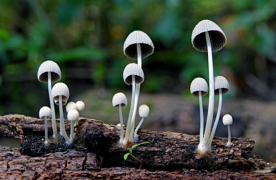Mycena, sp, white mushrooms during daytime, mushroom, fungus, growth, plant, toadstool, focus on foreground, close-up