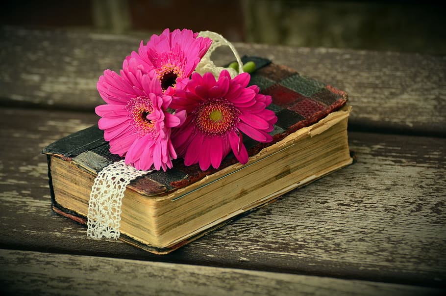 three, flowers, top, thick, hardbound, book, gerbera, pink, flower, blossom