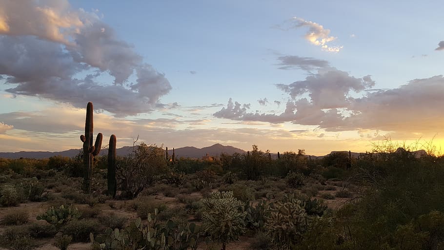 photography, cactus, plants, golden, hour, saguaro, tucson, desert, arizona, park