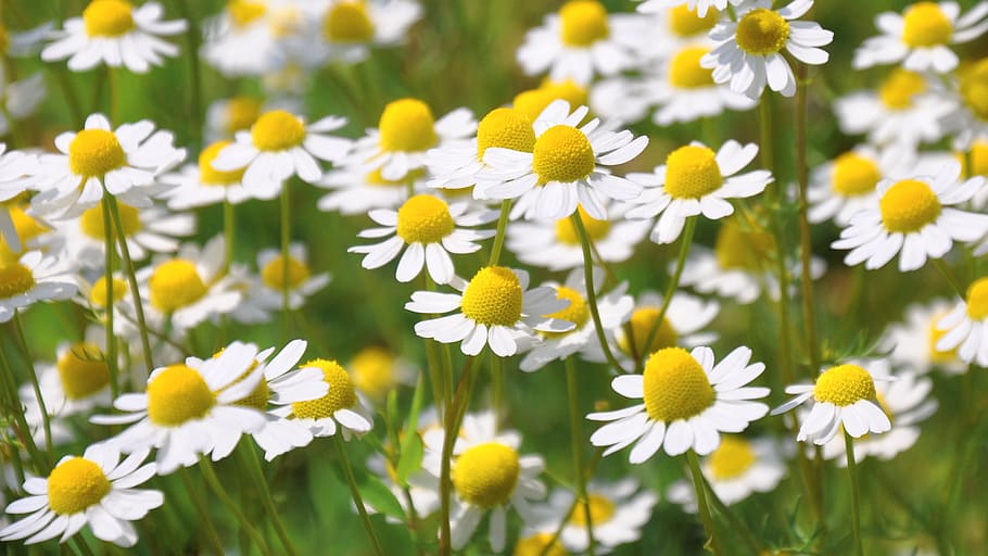 white-and-yellow flowers, daytime, chamomile, summer, nature, flower, plant, daisy, meadow, springtime