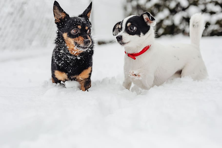 kecil, anjing, musim dingin, bermain, kesenangan, salju, lucu, binatang, hewan peliharaan, imut