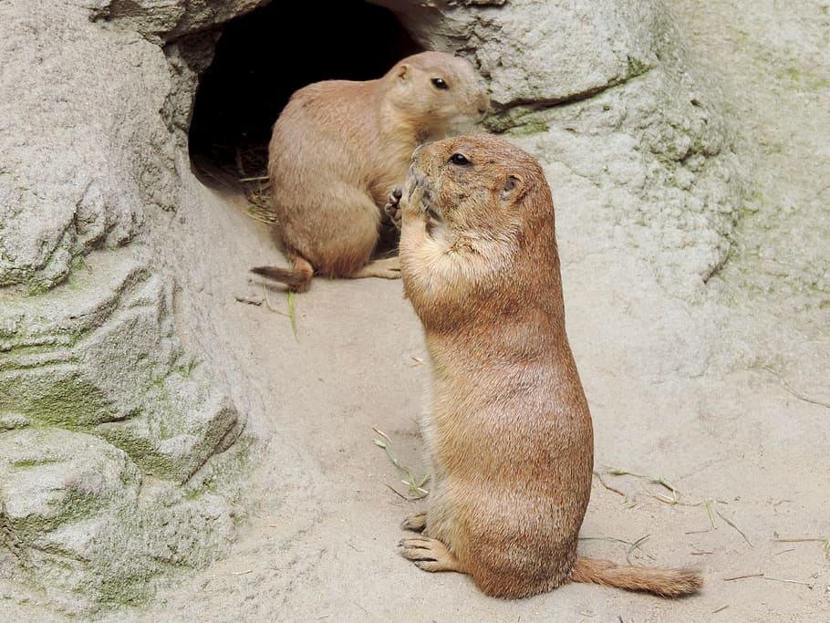 marmot, rodent, gophers, mankei, animal's den, cave, fur, upright, animal, zoo
