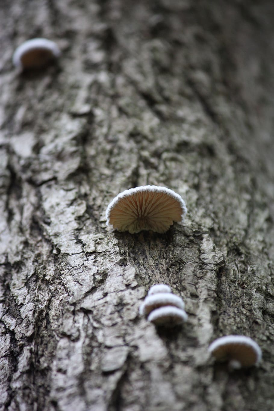 fungus, wood, mushroom wild rice, nature, selective focus, close-up, tree trunk, textured, trunk, invertebrate
