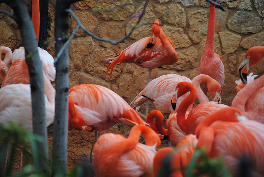 Flamingo, rosa, naturaleza, fauna, animal, pájaro, exótico, salvaje, natural, rojo