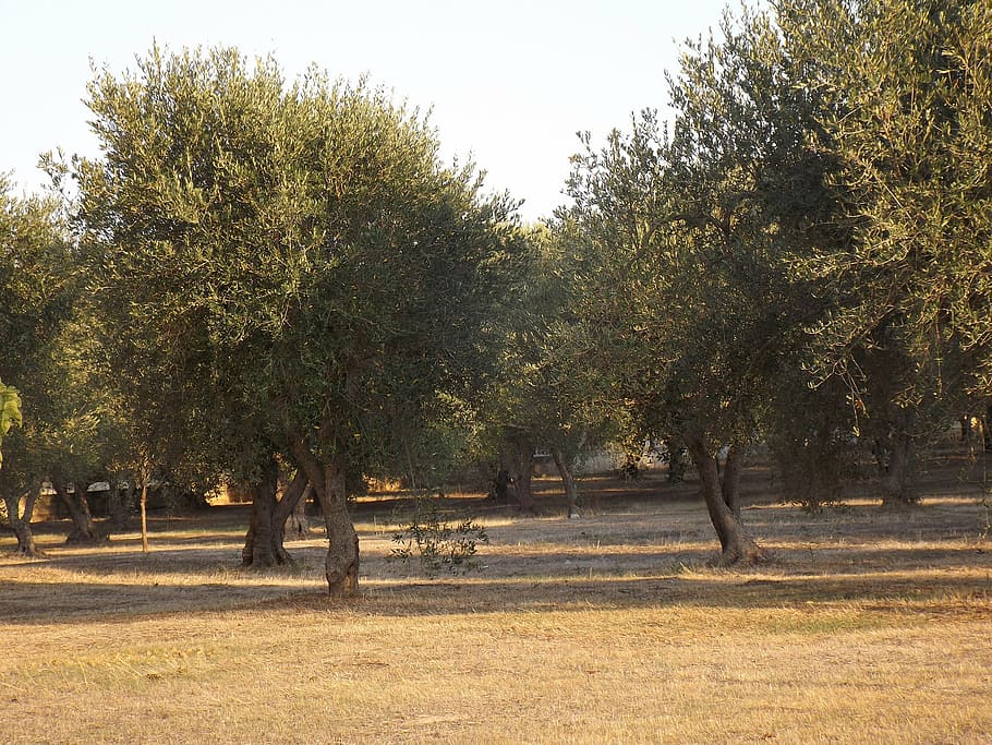 puglia, olive trees, olive grove, green, oliva, olive plants, oil, campaign, olive tree, tree
