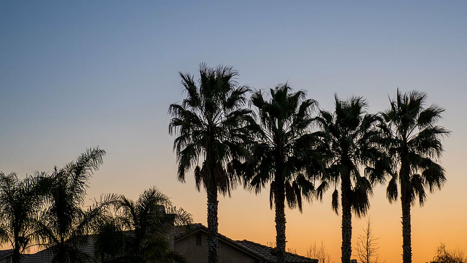 foto de silueta, palmeras, palmera, coco, árbol, naturaleza, al aire libre, cielo, puesta de sol, silueta