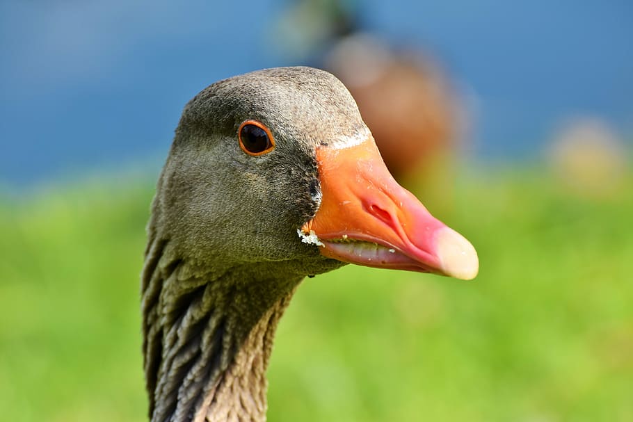 gray goose, goose, poultry, bird, bill, domestic goose, plumage, goose beak, head, greylag goose