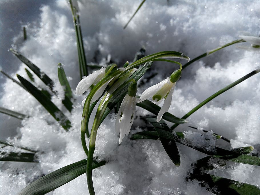 campanillas de invierno, flores, nieve, blanco, verdes, primavera, marzo, 8 de marzo, carnaval, día de la mujer
