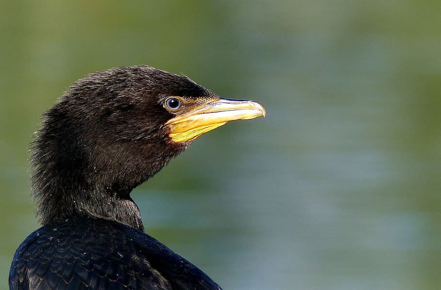 Black, Shag, NZ, black long-beaked bird, vertebrate, animal themes, animal, bird, animal wildlife, one animal