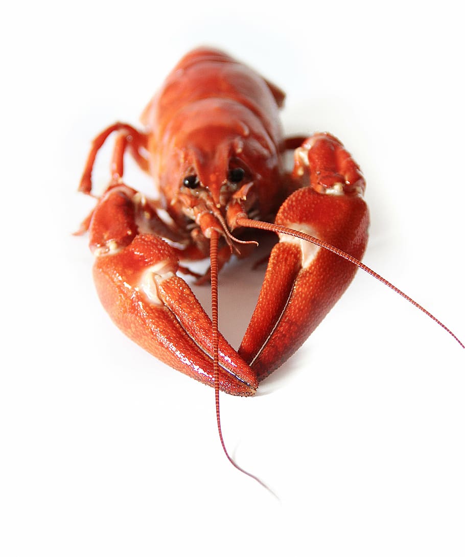 red lobster, canker, crayfish party, red, seafood, animals, crustaceans, mat, sweden, crayfish