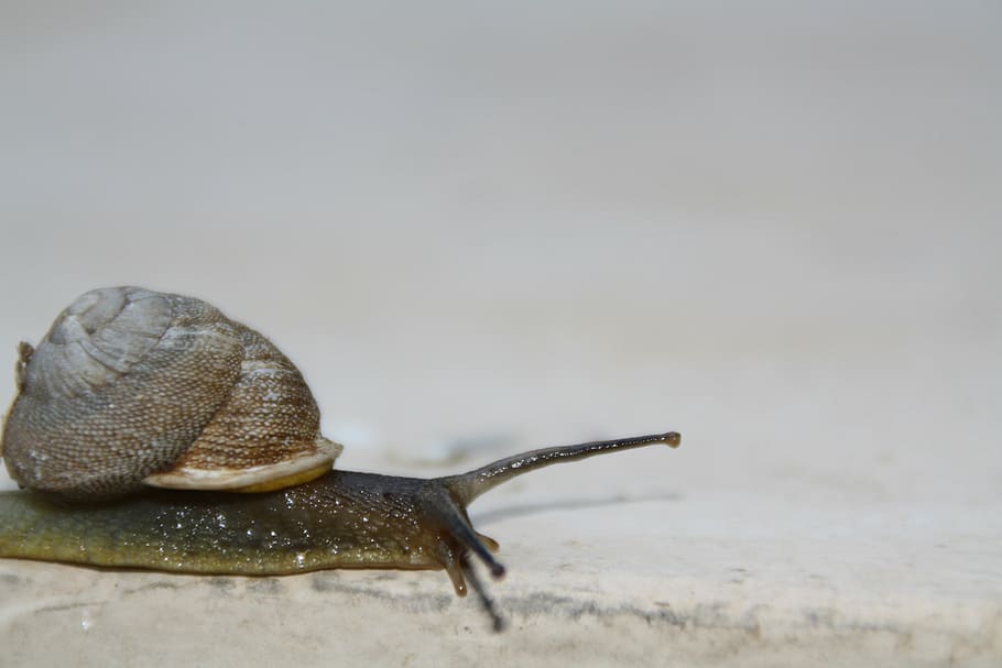 snail, slow, moving, shell, slimy, invertebrate, gastropod, mollusk, sticky, mucus