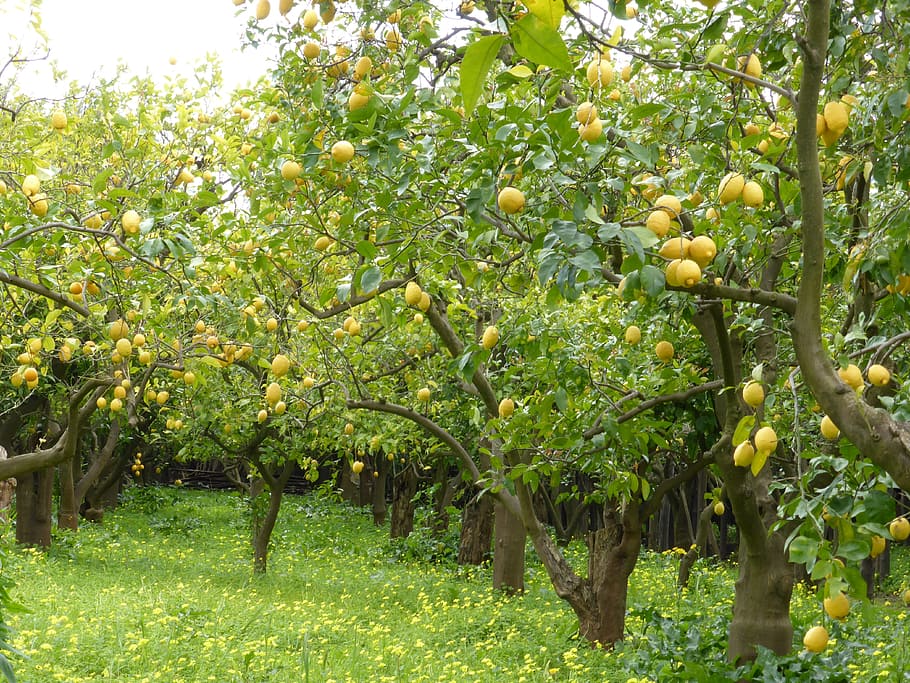 Lemon Grove, limones, limoneros, verde, fruta, Italia, mediterráneo, jardín, agricultura, naturaleza