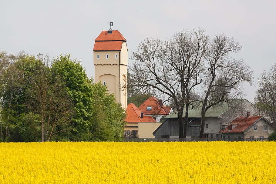 water tower, oilseed rape, field of rapeseeds, tree, nature, spring, may, field, landscape, yellow