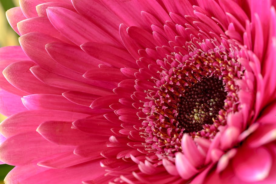 pink, flower, macro, close up, garden, floral, bloom, blossom, petals, pollen
