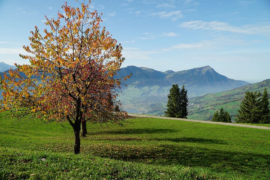 árbol, rodeado, césped, paisaje, naturaleza, temporada, madera, rigi, montaña, Sattel-Hochstuckli